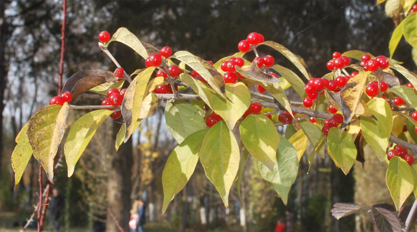 Image of Lonicera maackii specimen.