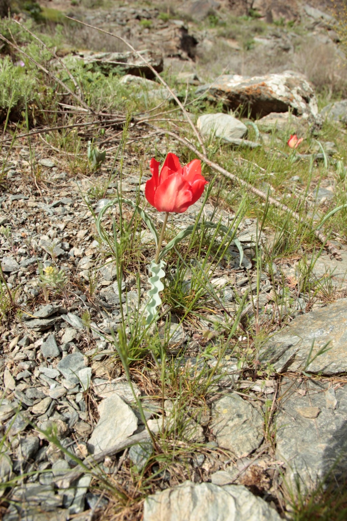 Image of Tulipa korolkowii specimen.