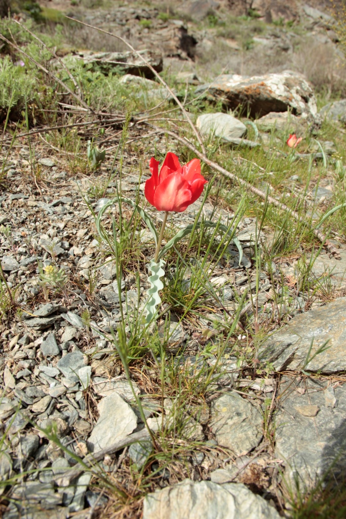 Изображение особи Tulipa korolkowii.