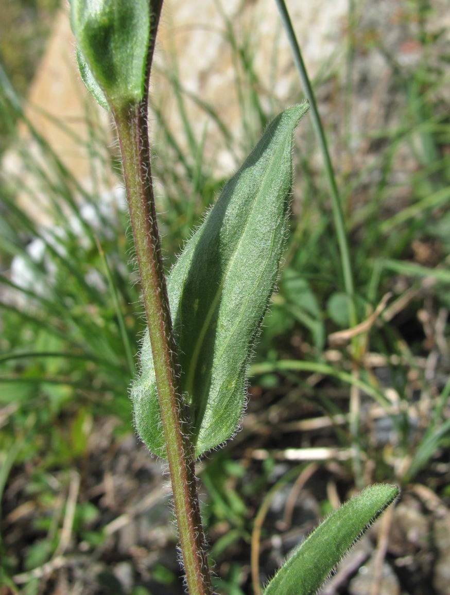 Изображение особи Erigeron caucasicus.