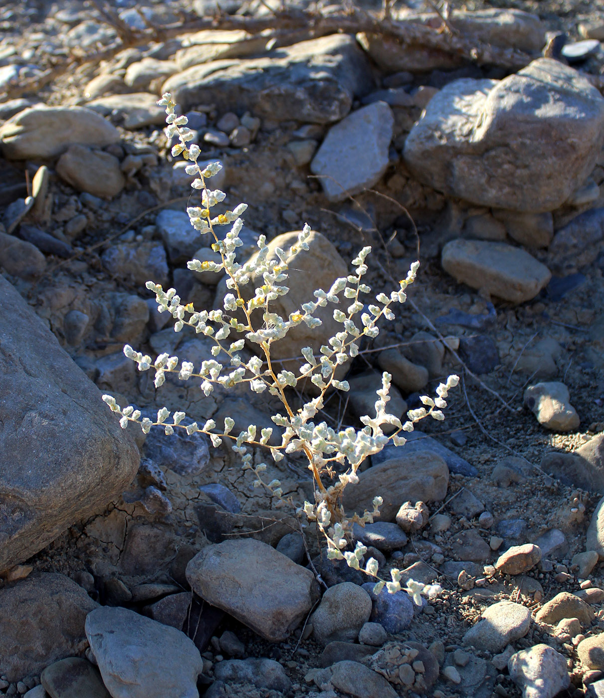 Image of Salsola gossypina specimen.