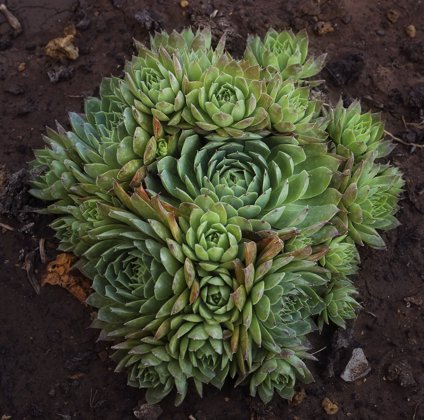 Изображение особи Sempervivum tectorum.
