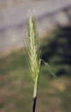 Hordeum leporinum