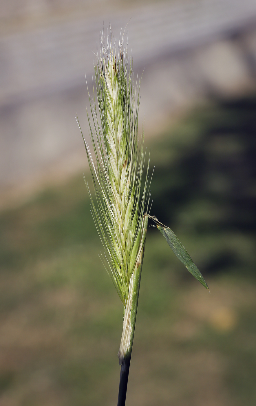 Изображение особи Hordeum leporinum.