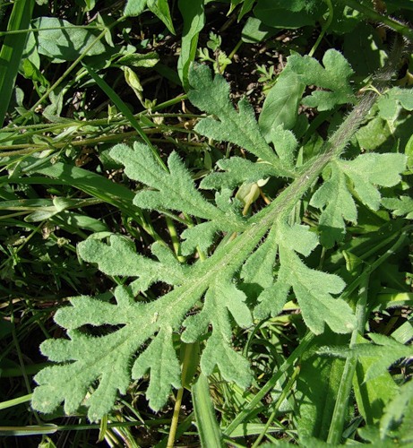 Image of Papaver stevenianum specimen.