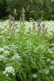 Campanula latifolia. Расцветающие растения. Ленинградская обл., Волосовский р-н, окр. дер. Пятая Гора, суходольный разнотравно-снытевый луг (с аспектом цветущей Aegopodium podagraria) рядом с заброшенным парком. 16.07.2017.