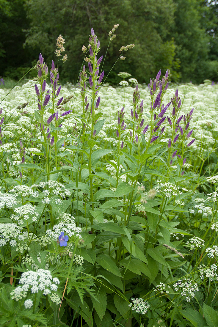 Image of Campanula latifolia specimen.