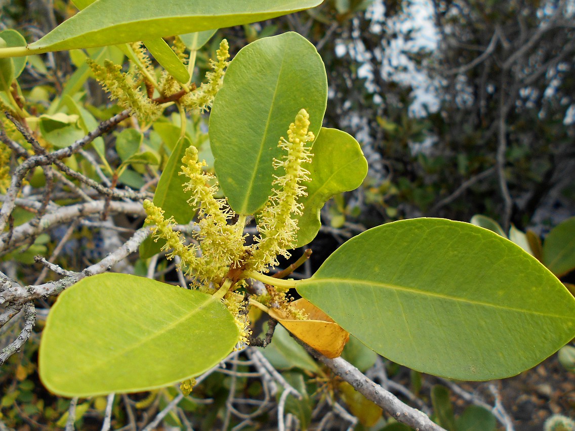 Image of Excoecaria agallocha specimen.