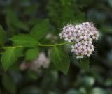 Spiraea japonica. Соцветие. Пермский край, г. Пермь, Мотовилихинский р-н, газон, озеленение. 18.07.2017.