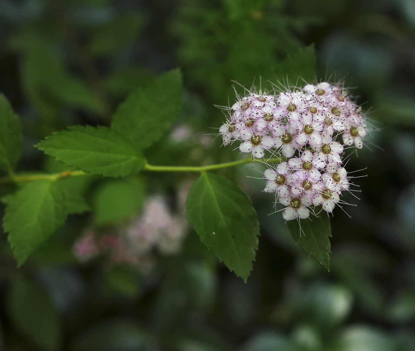 Изображение особи Spiraea japonica.