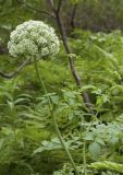 Angelica cincta