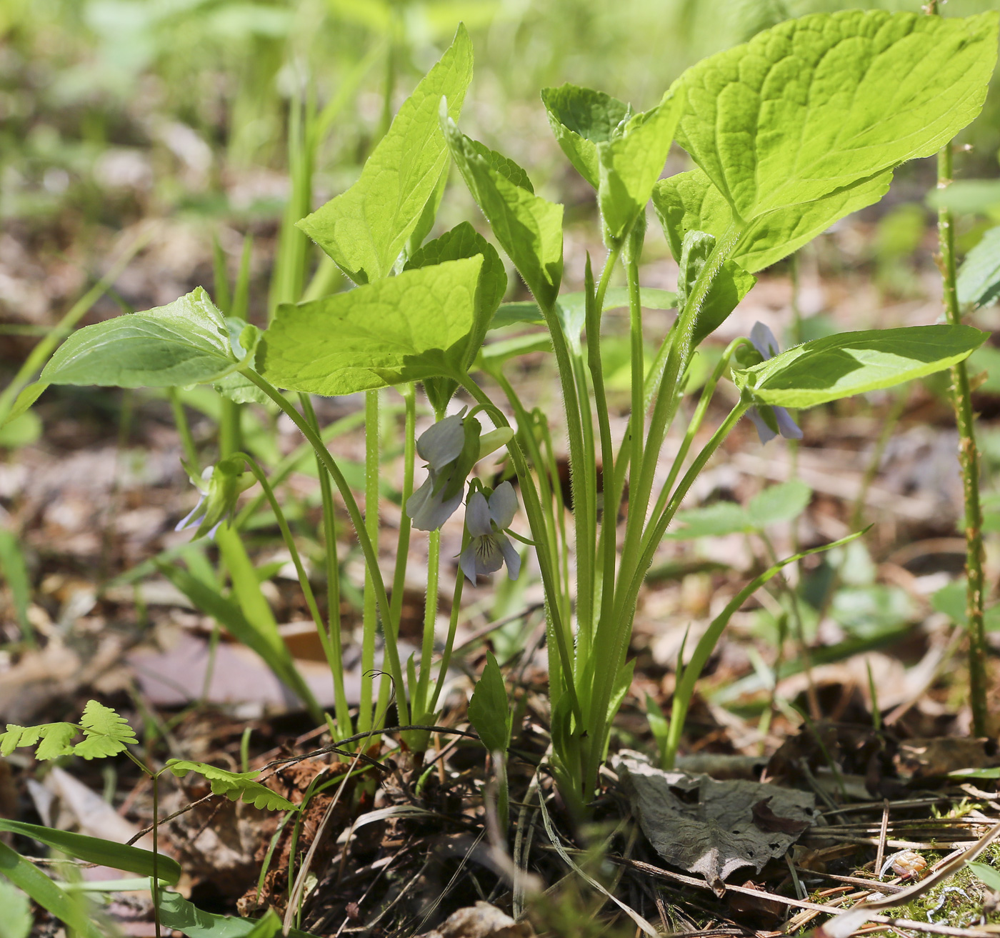 Изображение особи Viola mirabilis.