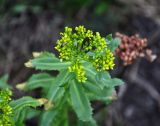 род Rhodiola