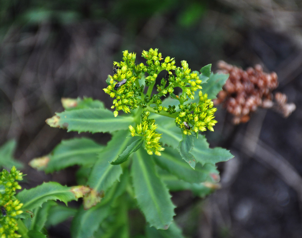 Image of genus Rhodiola specimen.