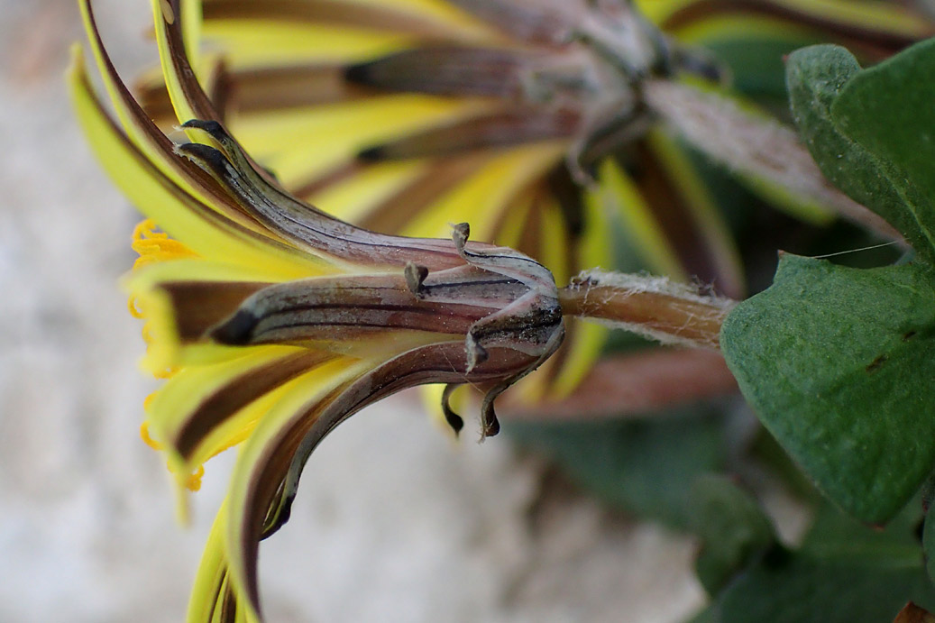 Image of genus Taraxacum specimen.