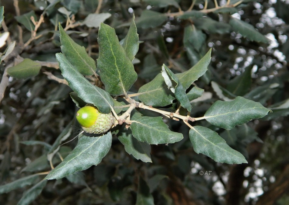 Image of Quercus suber specimen.