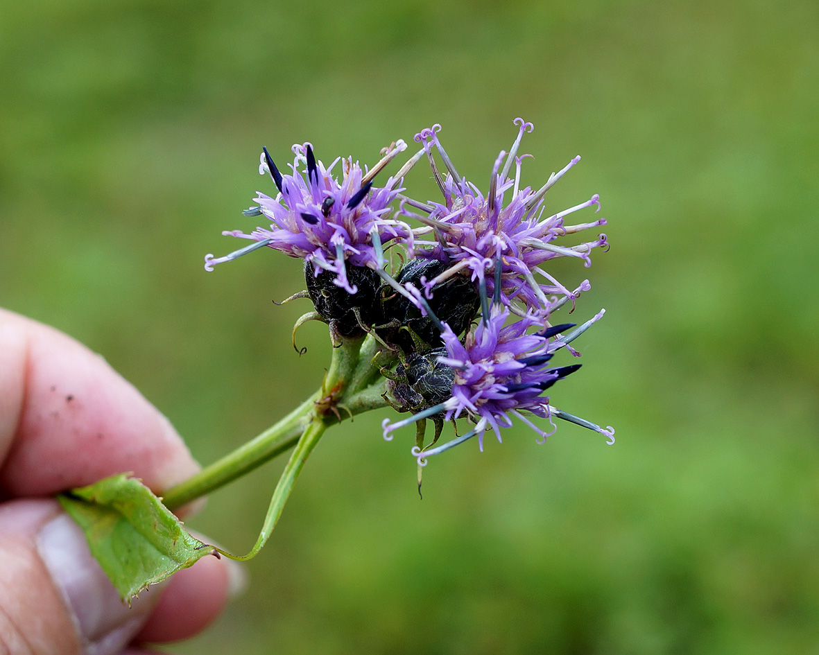 Изображение особи Saussurea pseudotilesii.