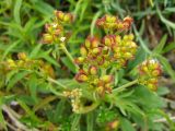 Patrinia sibirica. Соплодие. Магаданская обл., Ольский р-н, окр. пос. Атарган, крутой приморский склон. 07.07.2017.