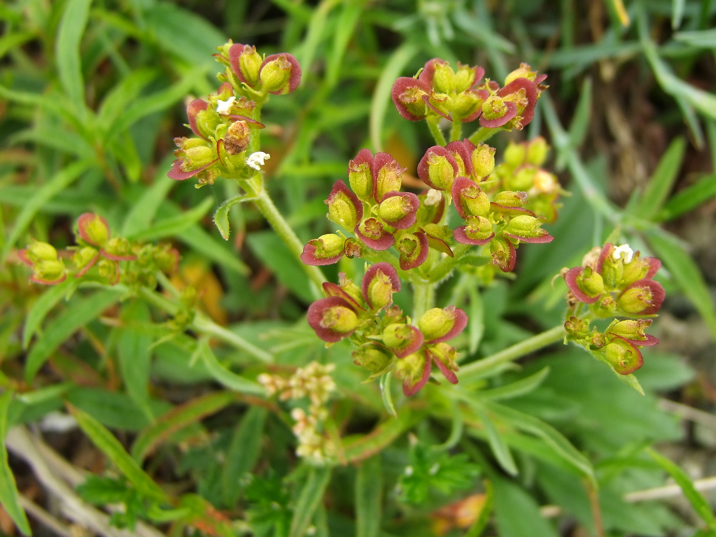 Image of Patrinia sibirica specimen.