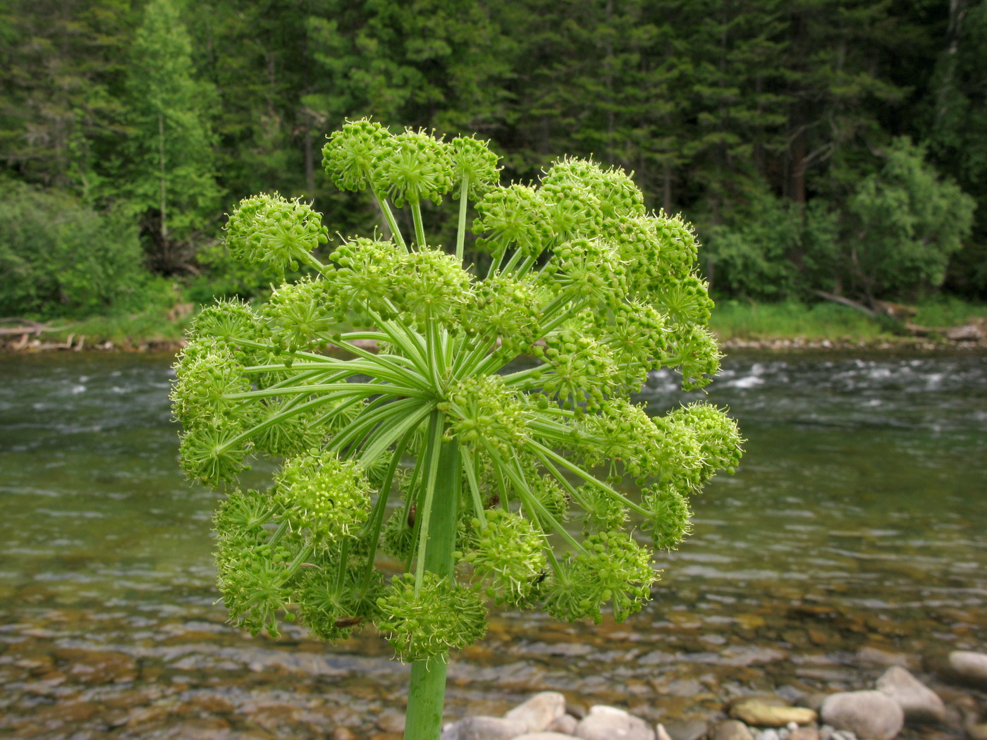 Изображение особи Archangelica sajanensis.