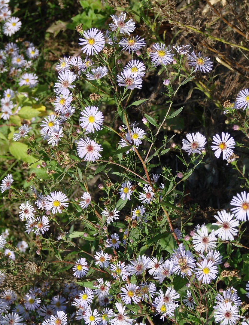 Image of genus Symphyotrichum specimen.