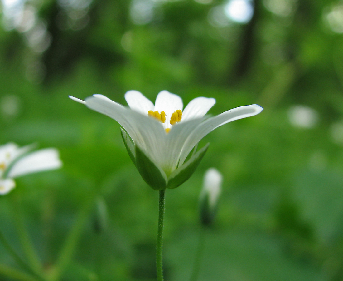 Image of Stellaria holostea specimen.