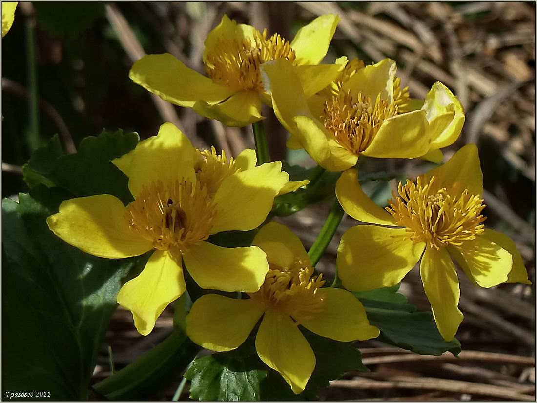 Image of Caltha palustris specimen.