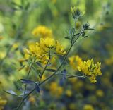 Medicago falcata