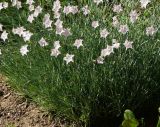 Dianthus plumarius