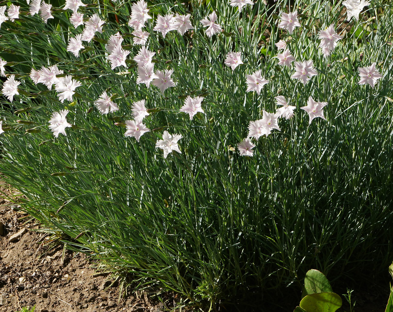 Изображение особи Dianthus plumarius.