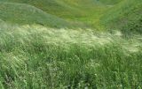 Stipa capillata. Ковыльный участок луговой степи. Борисовский р-н Белгородской обл., участок \"Острасьевы яры\" заповедника \"Белогорье\", начало июля.