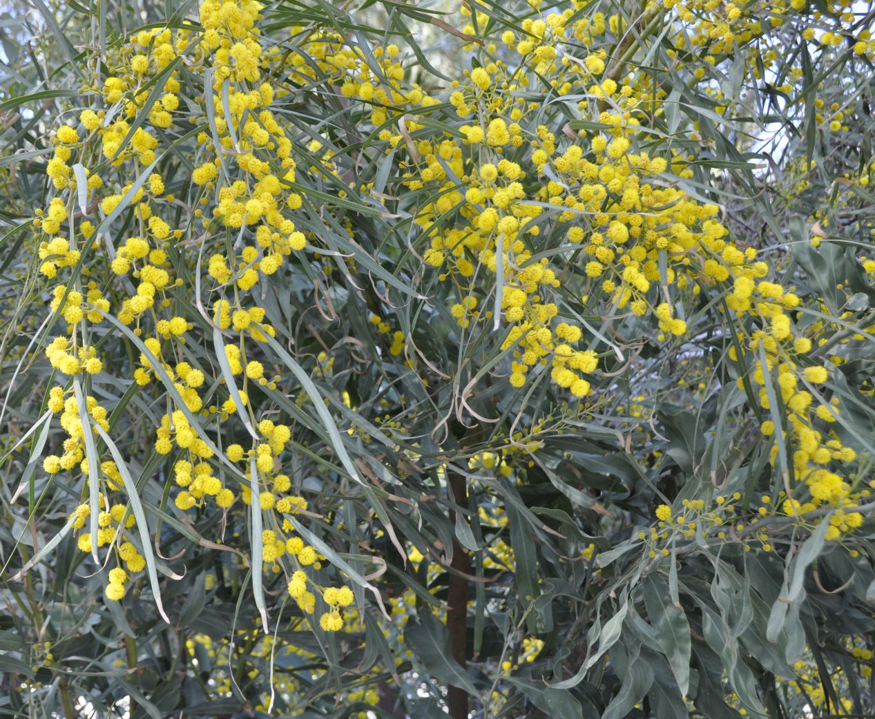 Изображение особи Acacia saligna.