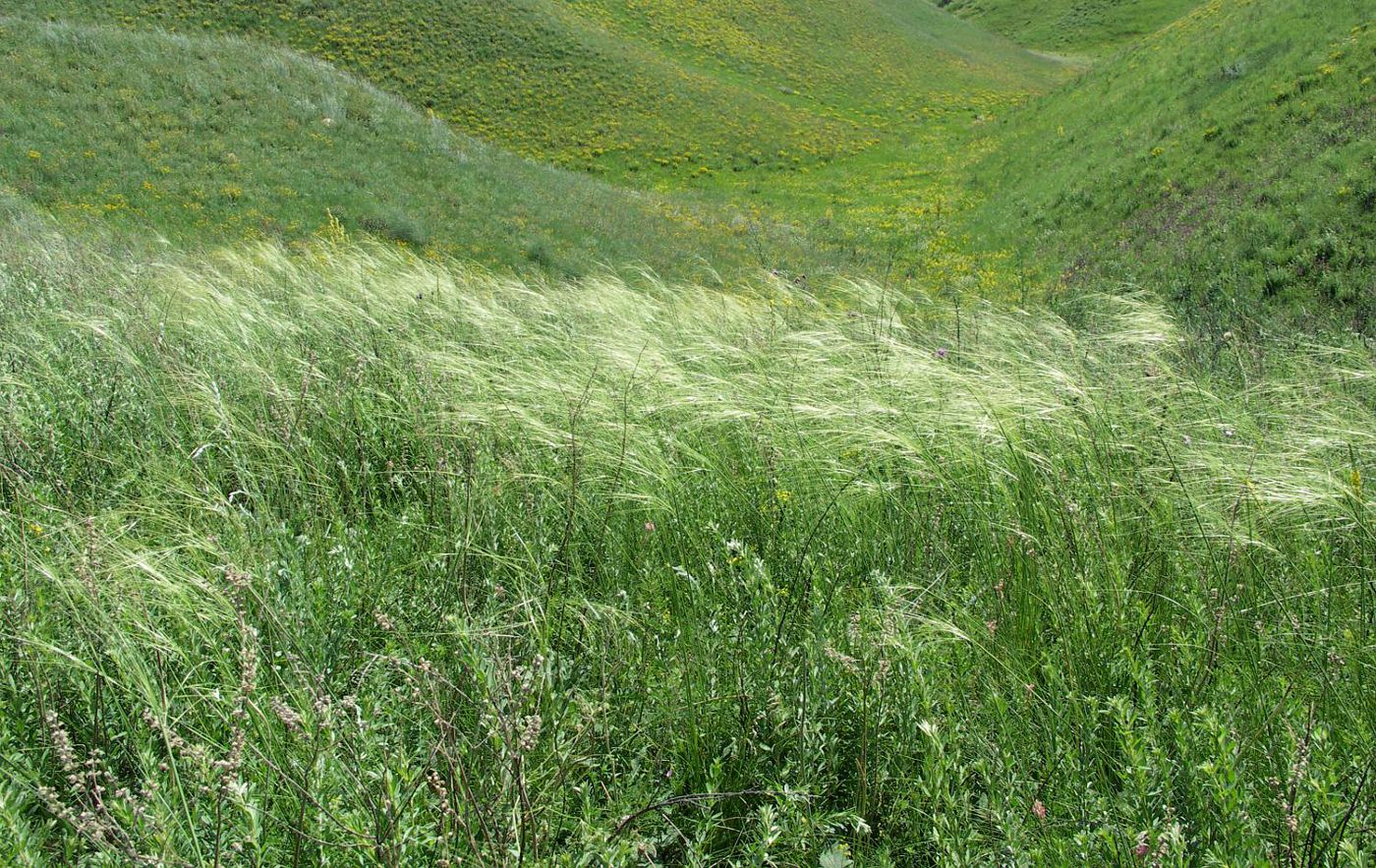 Изображение особи Stipa capillata.