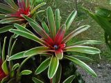 род Neoregelia. Цветущее растение. Малайзия, о-в Калимантан, г. Кучинг, ботанический сад. 12.05.2017.
