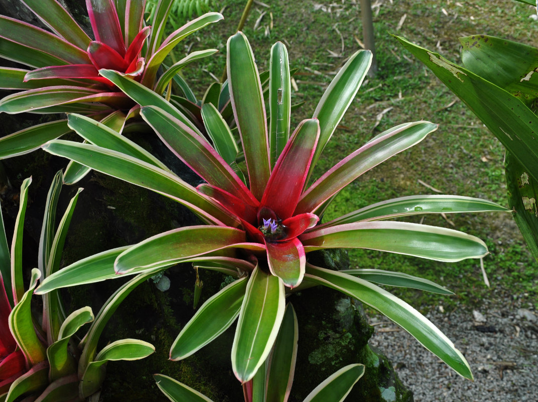 Изображение особи род Neoregelia.