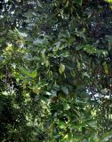 Pongamia pinnata. Ветвь плодоносящего дерева. Малайзия, о-в Калимантан, национальный парк Бако, песчаный пляж. 08.05.2017.