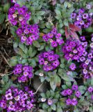 Lobularia maritima