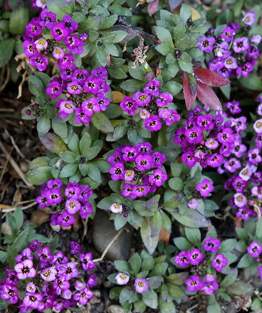 Изображение особи Lobularia maritima.