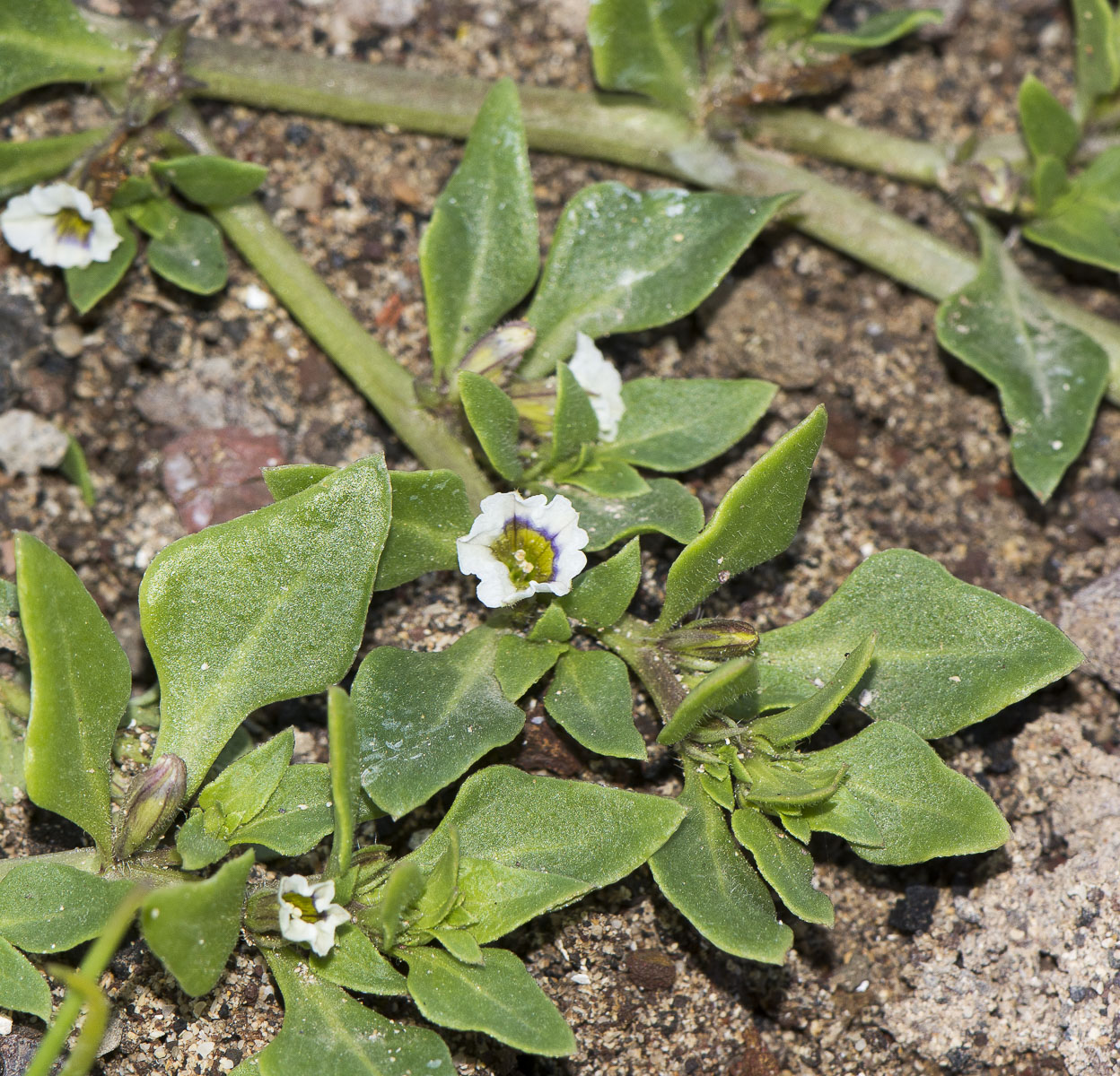 Изображение особи Sclerophylax spinescens.