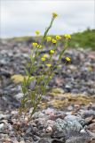 Erysimum hieraciifolium. Цветущее растение. Кольский п-ов, Кандалакшский берег Белого моря, каменистая коса. 21.07.2017.