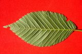 Ulmus pumila. Лист (нижняя сторона). Ростовская обл., Азовский р-н, хутор Гусарева Балка, берег водоёма. 02.05.2018.
