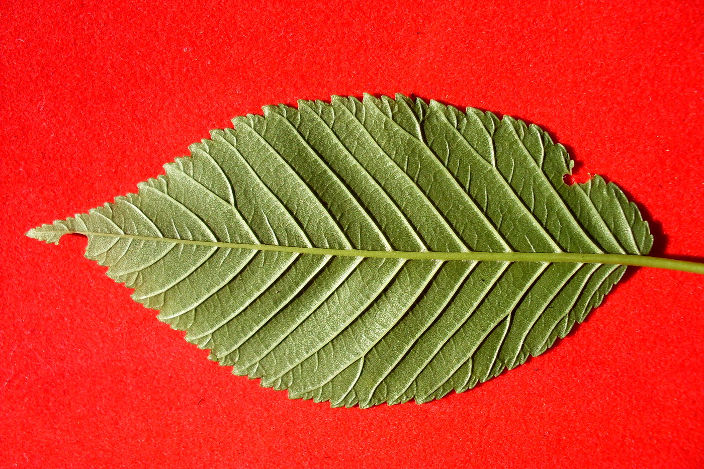 Image of Ulmus pumila specimen.