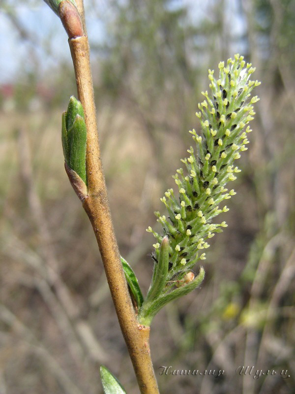 Изображение особи Salix viminalis.