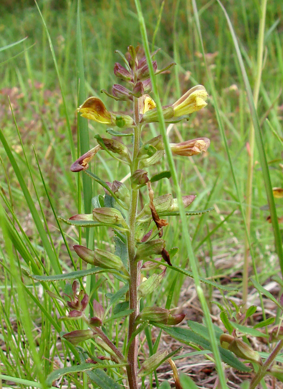 Изображение особи Pedicularis labradorica.