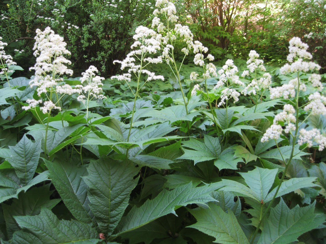 Image of Rodgersia podophylla specimen.