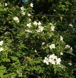 Jasminum officinale