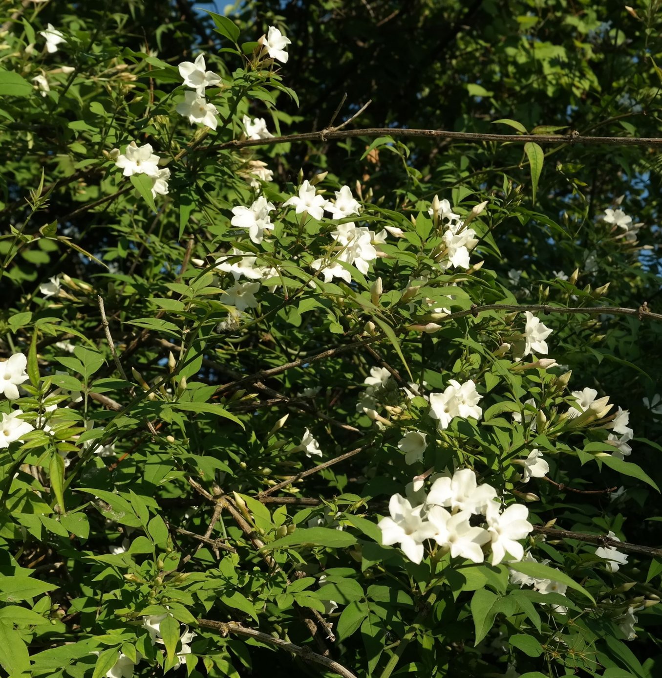 Изображение особи Jasminum officinale.