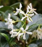 Trachelospermum jasminoides
