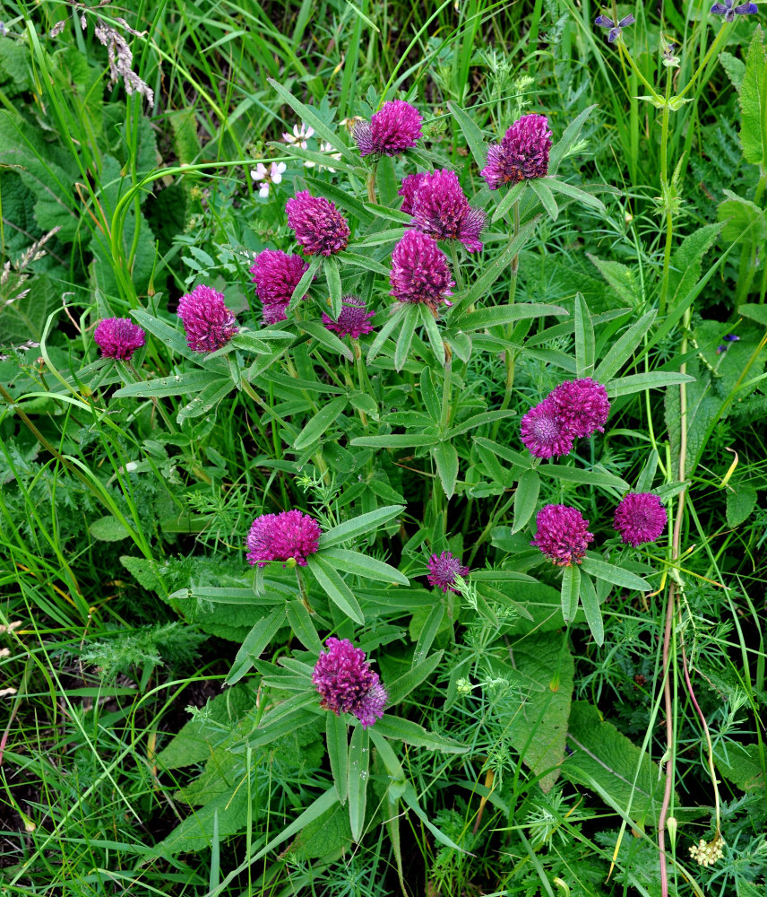 Изображение особи Trifolium alpestre.