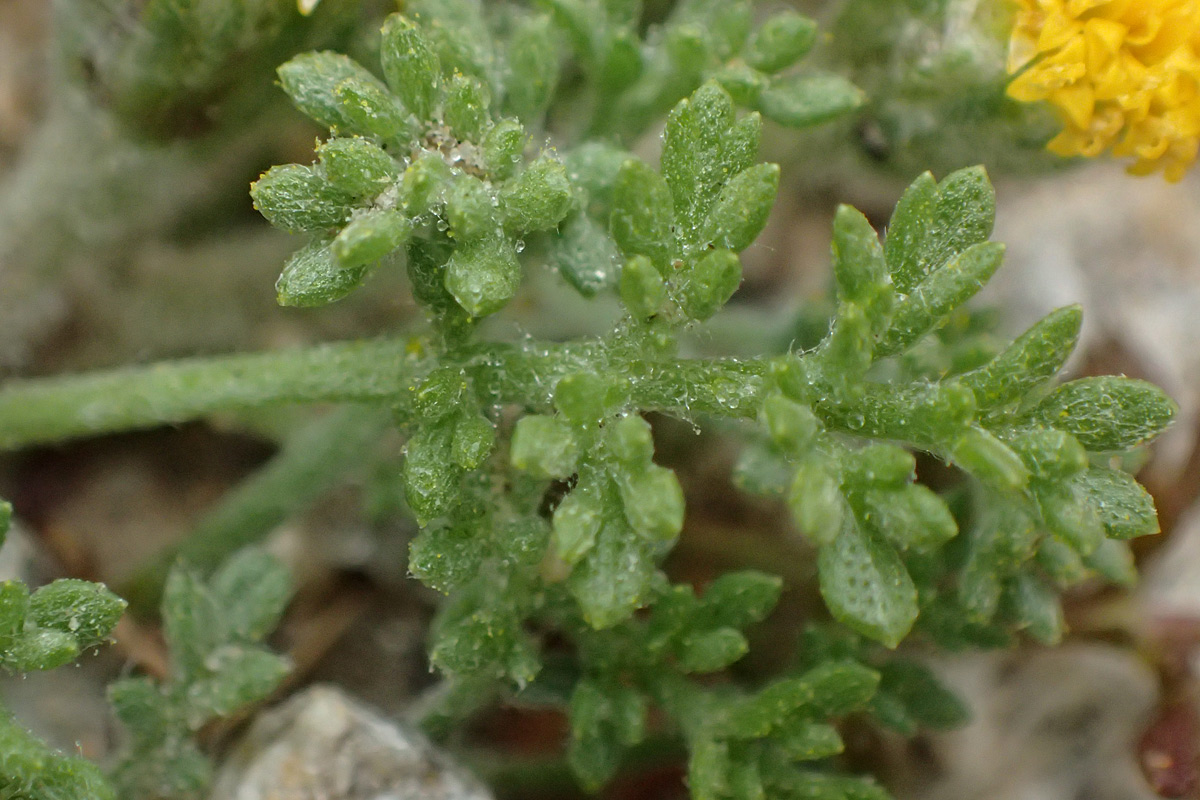 Image of Anthemis rigida specimen.
